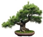 松树花语_松树的花语是什么