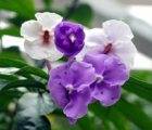鸳鸯茉莉花语_鸳鸯茉莉的花语是什么