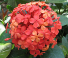 仙丹花花语_仙丹花的花语是什么
