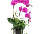 蝴蝶兰花语_蝴蝶兰的花语是什么