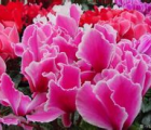 仙客来花语_仙客来的花语是什么