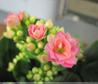 长寿花花语_长寿花的花语是什么