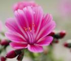 露薇花花语_露薇花的花语是什么