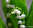 铃兰花语_铃兰的花语是什么