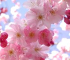 樱花花语_樱花的花语是什么