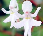 东非凤仙花语_东非凤仙的花语是什么