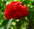 山茶花花语_山茶花的花语是什么