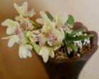 风兰花语_风兰的花语是什么
