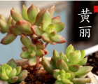 黄丽花语_黄丽的花语是什么