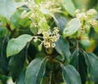 樟树花语_樟树的花语是什么