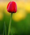 郁金香花语_郁金香的花语是什么