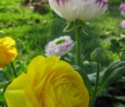 花毛茛花语_花毛茛的花语是什么