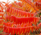 火炬树花语_火炬树的花语是什么