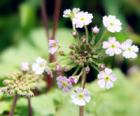 莲叶点地梅花语_莲叶点地梅的花语是什么
