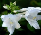 玉簪花语_玉簪的花语是什么