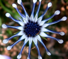 蓝眼菊花语_蓝眼菊的花语是什么