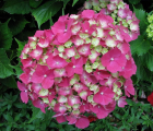 八仙花花语_八仙花的花语是什么