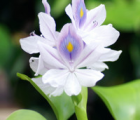 凤眼莲花语_凤眼莲的花语是什么