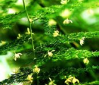 文竹花语_文竹的花语是什么
